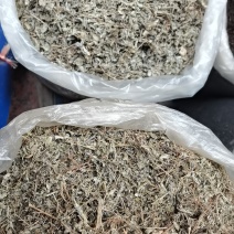 广西野生龙藤茶