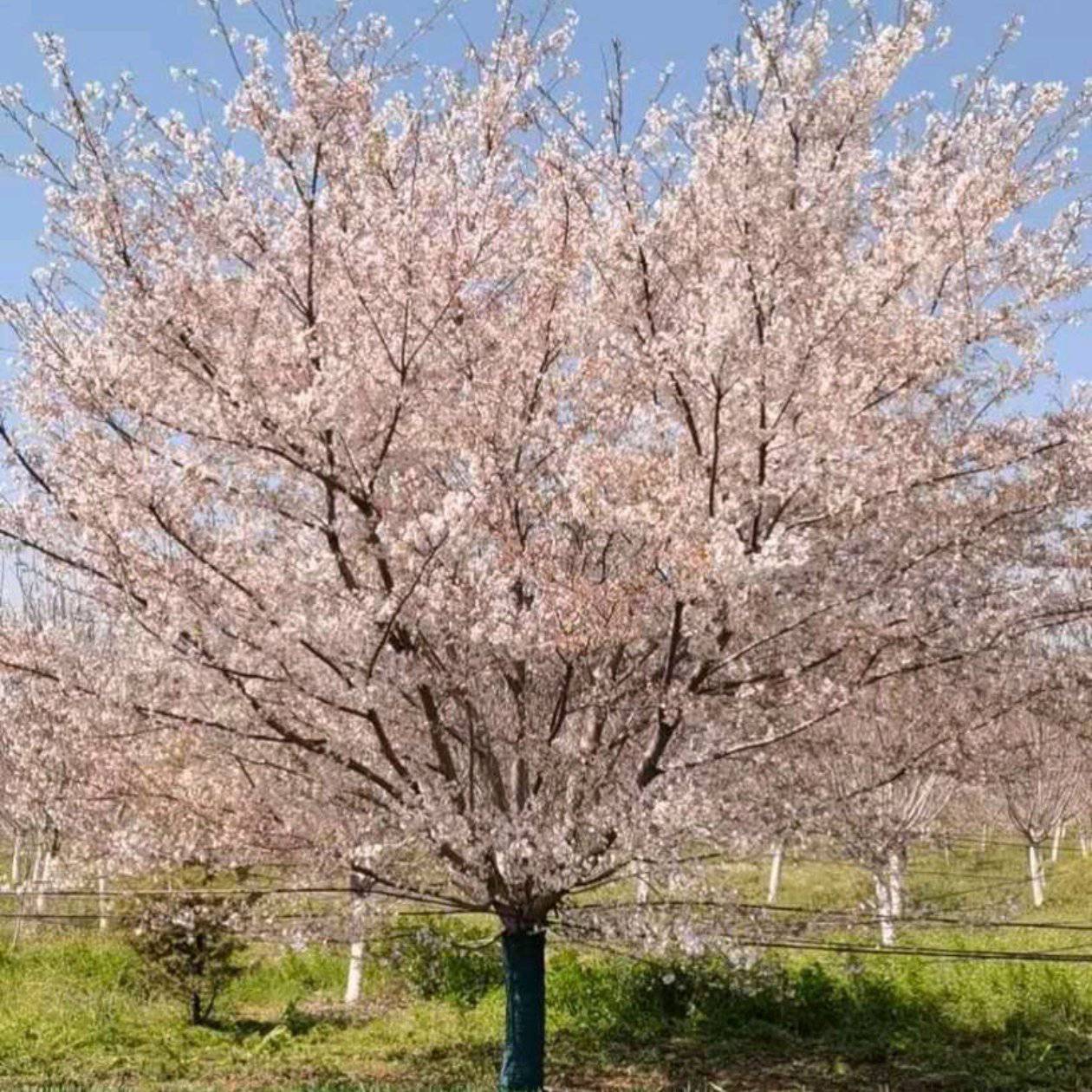 [早樱批发]河南南阳南召县樱花树 430.00元/棵精品早樱 _ 一亩田