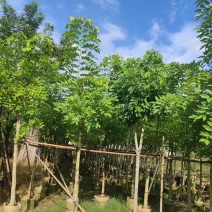 腊肠树