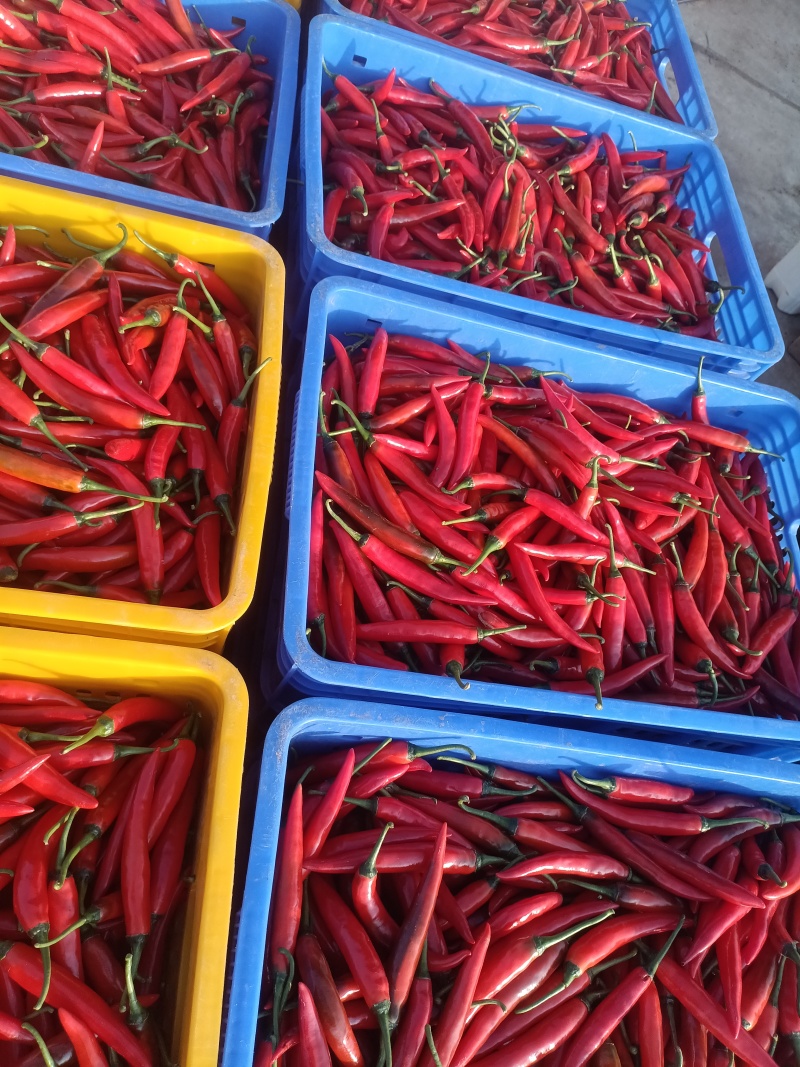 [螺丝椒批发]优质精品辣椒,95号 55号 美人椒 大红椒螺线3号线等价格