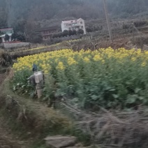 油菜籽