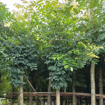 桃花心木