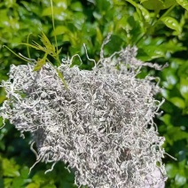 张家界霉茶