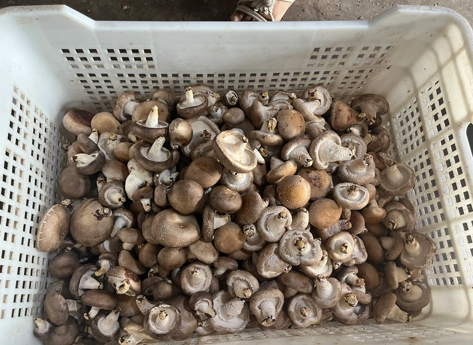 武香一号干香菇用于烹饪的场景图