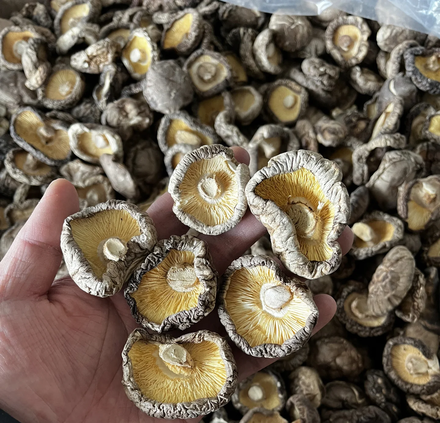 一张高清俯拍图,展示整齐摆放的泡发好的干香菇、新鲜虾仁、大蒜片、姜丝、葱段及各类调料瓶罐,背景为木质厨房台面,光线柔和自然 食材摆盘图