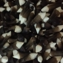 黑皮鸡枞菌基地常年直供，可全国各地，