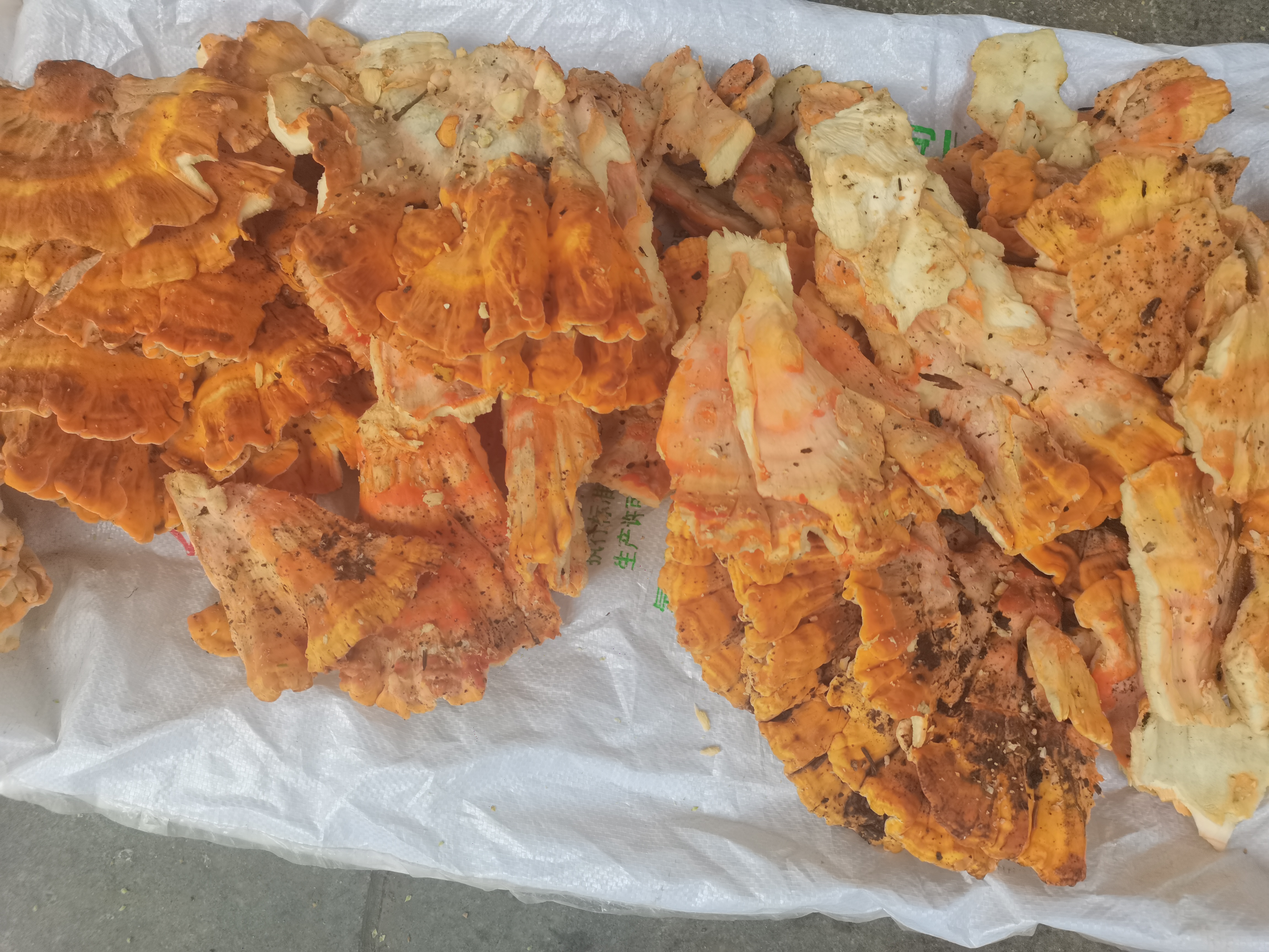 赤松茸出菇阶段管理图