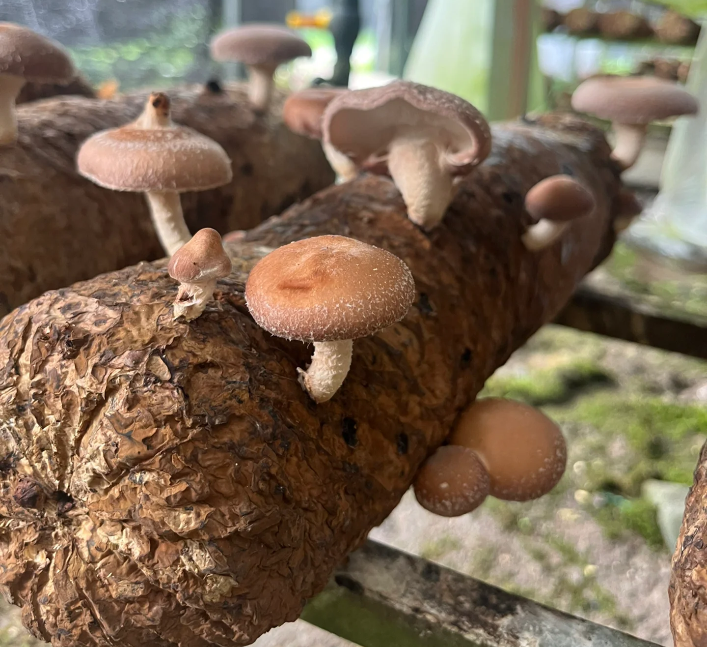 展示不同成熟度香菇采摘后晒干的颜色变化 干香菇采摘成熟度示意图