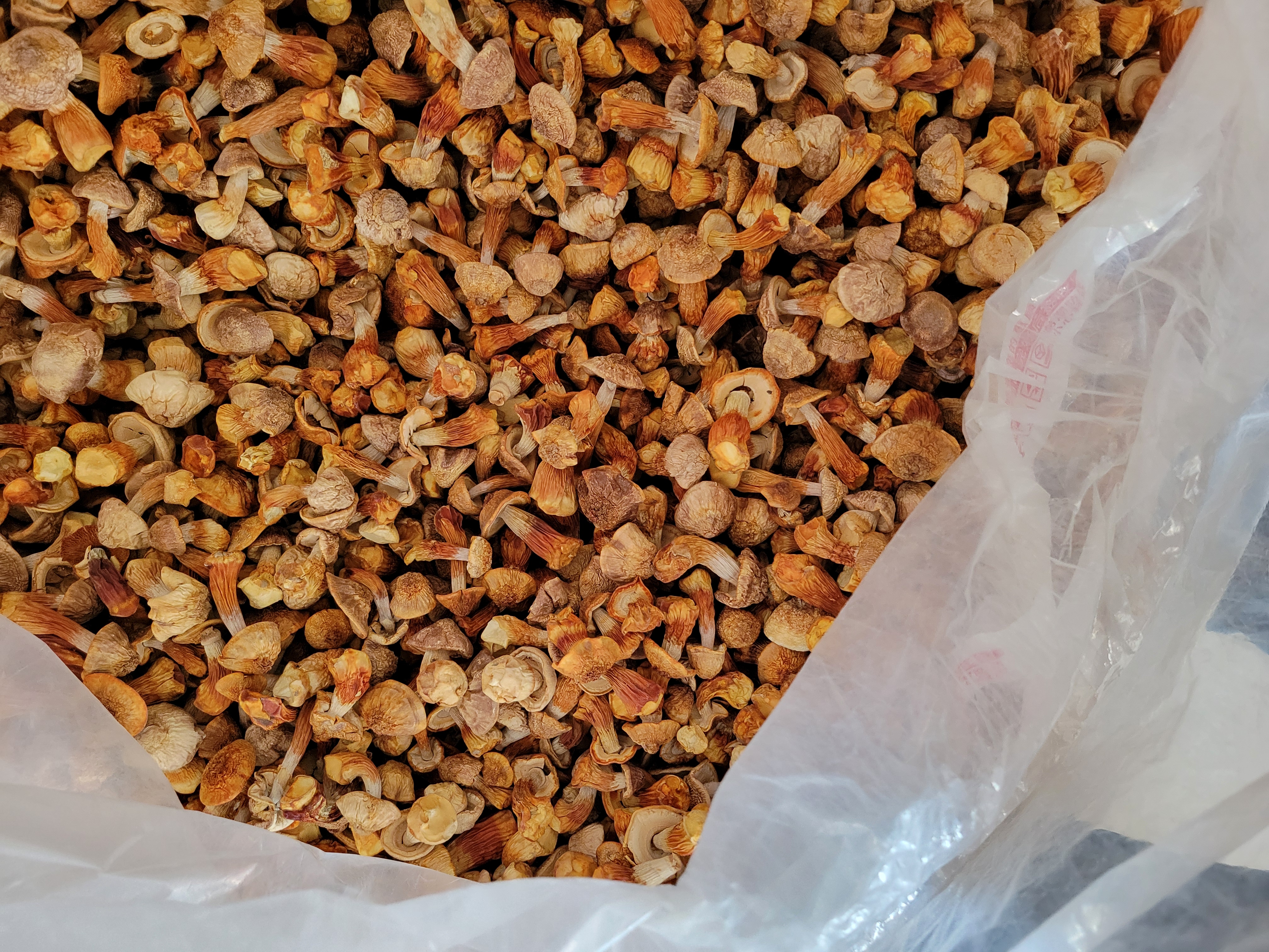 晒干后的松茸被装入密封袋中,准备储存或销售 干松茸密封包装展示