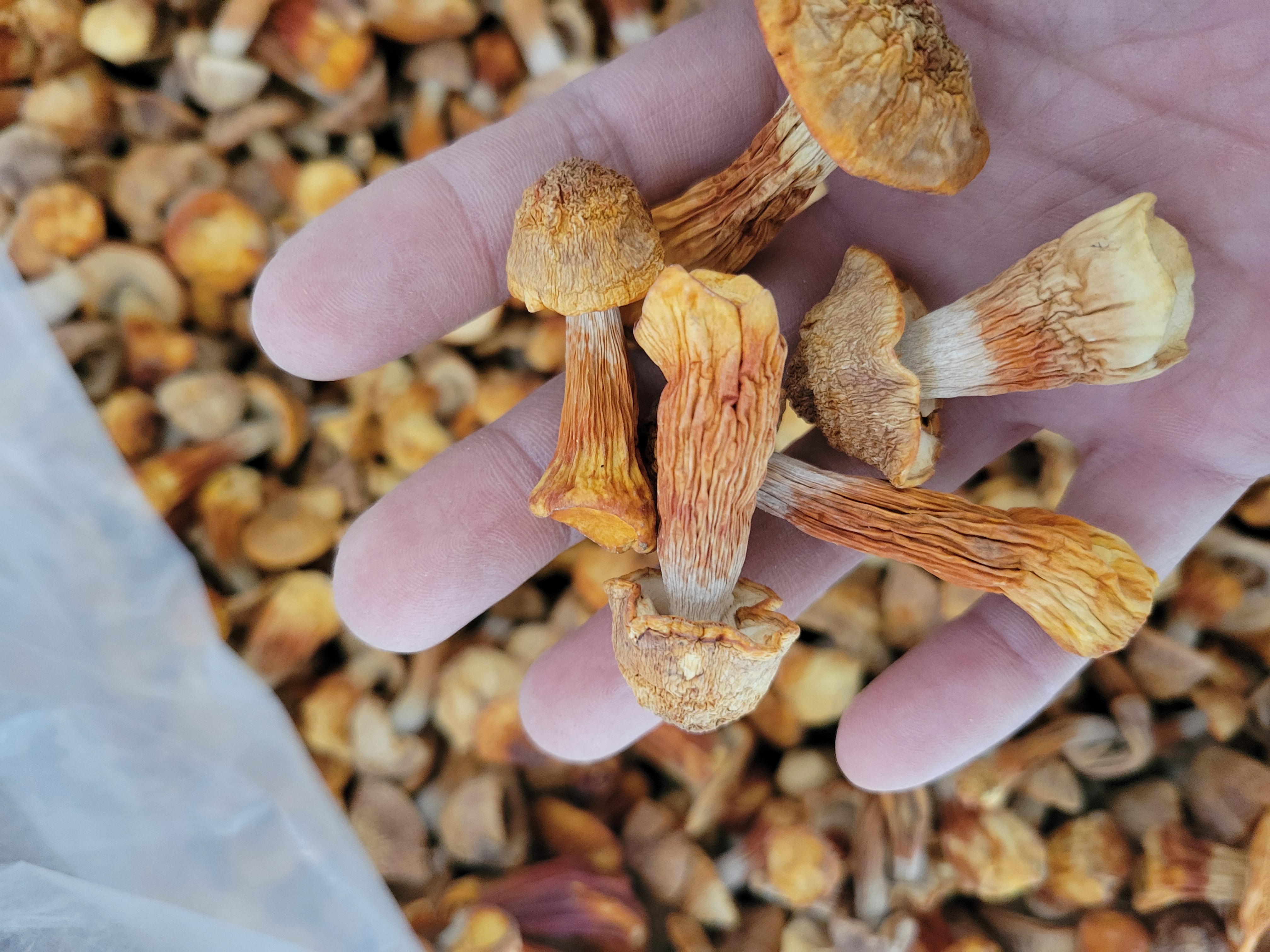 姬松茸与灵芝对比图