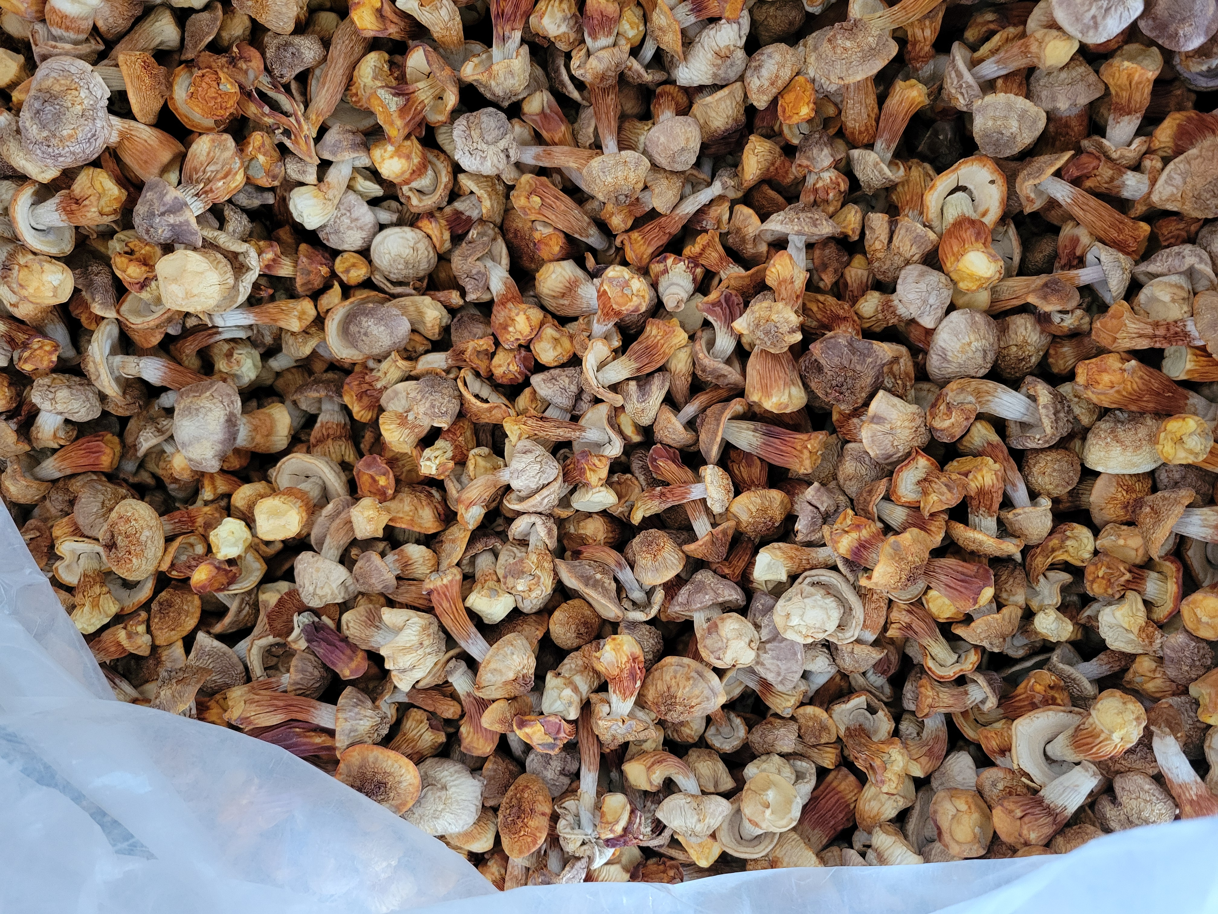 姬松茸的产地是哪里