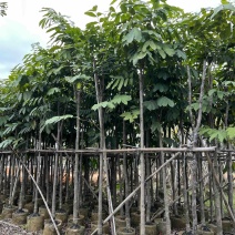 无忧树5-8分大量岀售欢迎咨询