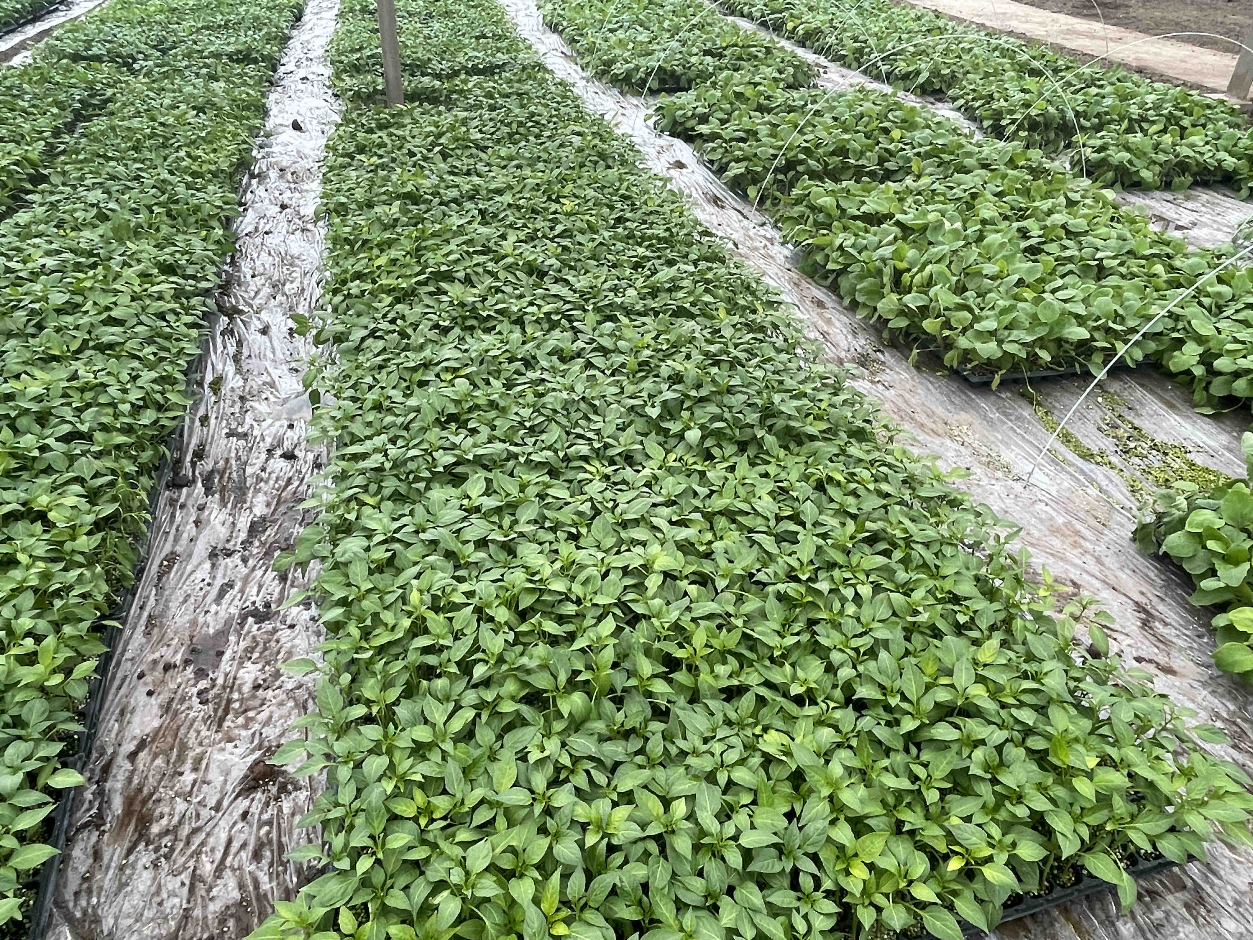 线椒田间种植布局图