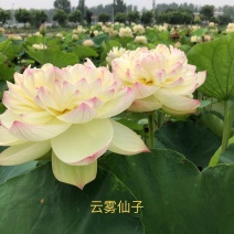 精品荷花