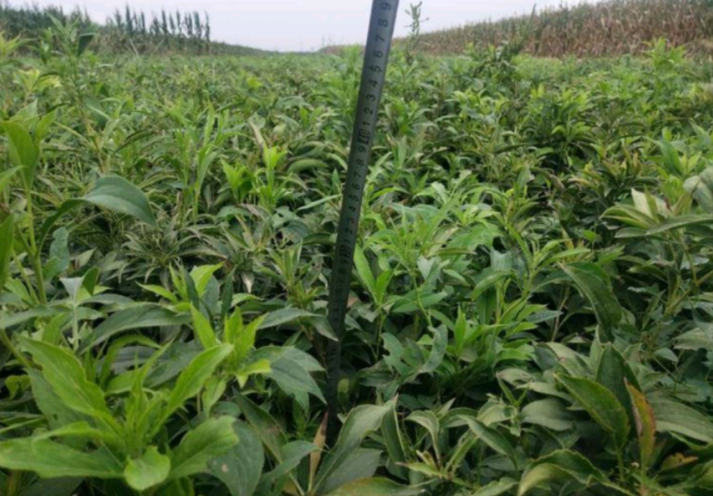 白术种植基地航拍图