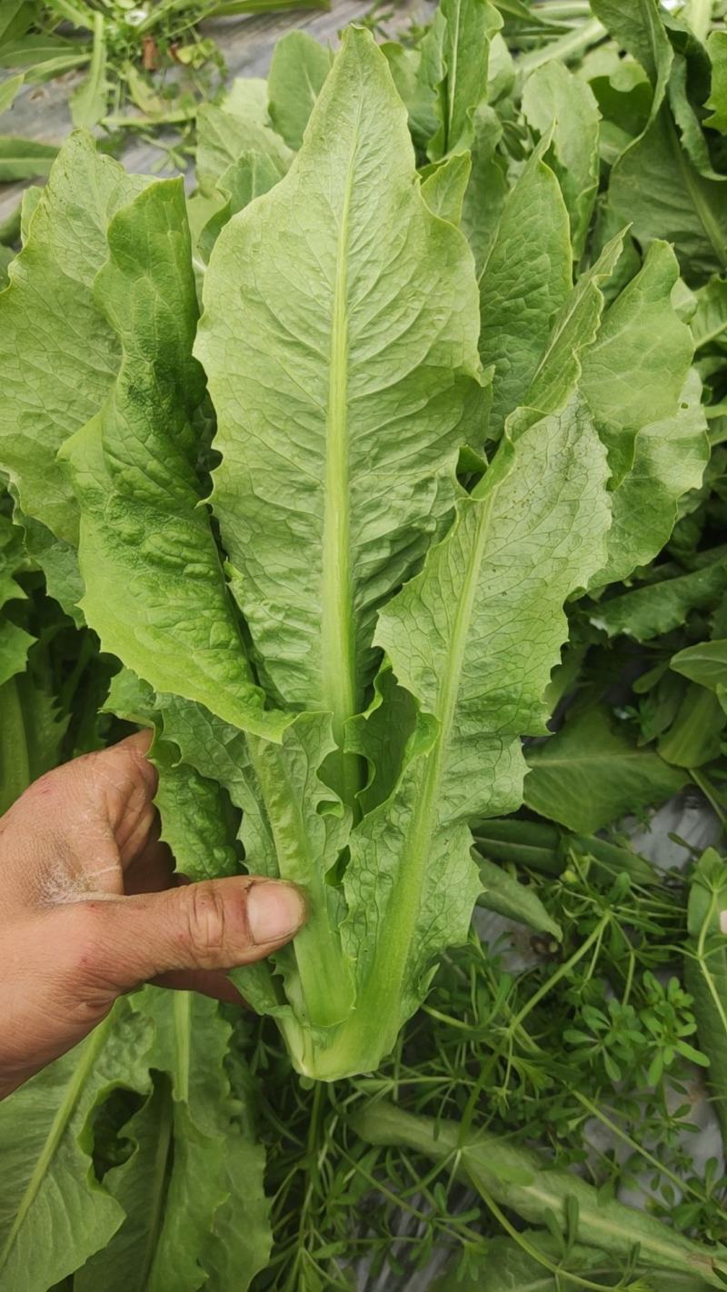 四川新鲜油麦菜时令蔬菜农家自种现摘现发蔬菜批发