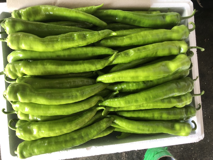 新鲜尖椒去蒂掏籽处理完成,整齐摆放在案板上 尖椒处理示意图