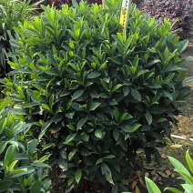 非洲茉莉