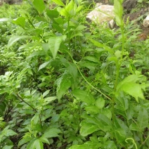 莓茶