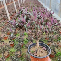 棒棒糖型红金银花盆栽，别名忍冬，自家种植，批发单独电