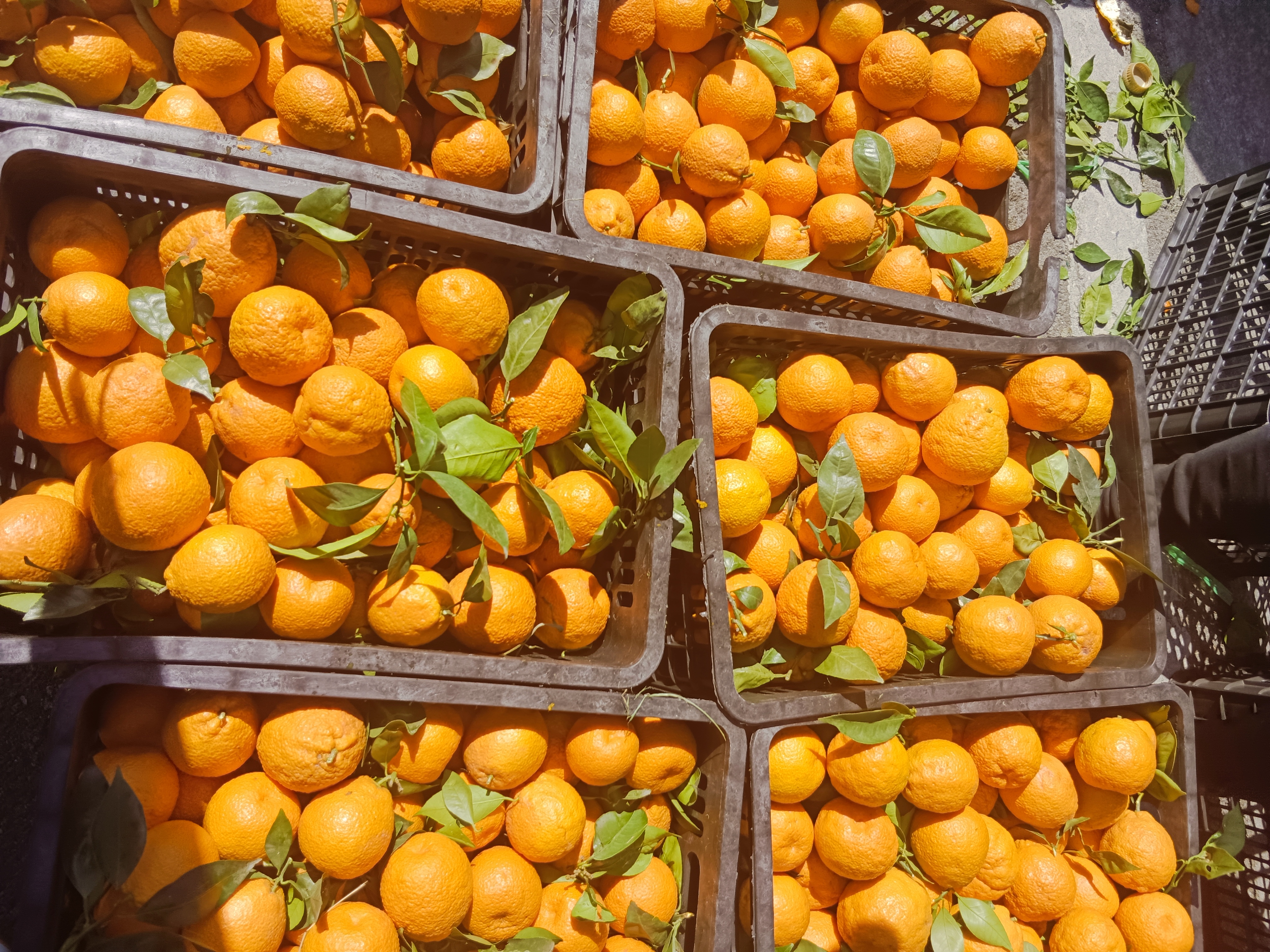 一张木质桌面上摆放着沃柑、爱媛橙、脐橙和蜜柚四种水果,其中沃柑位于中心位置,其他水果环绕四周,背景虚化的果园环境暗示水果来源天然,整体构图突出水果的新鲜与多样性 沃柑与其他柑橘类水果对比摆放图