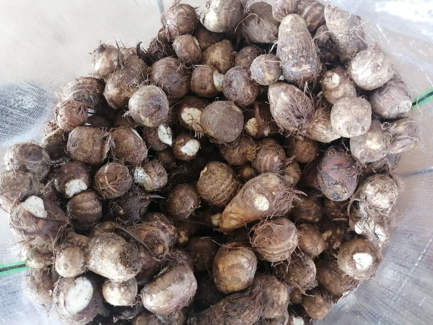 一筐刚从田间采收的新鲜芋头8520,表皮为浅褐色,带有细密鳞片状纹理,部分附带泥土,旁边摆放切开的样本,展示其洁白细腻的内部肉质,背景为清晨阳光下的芋田 芋头8520新鲜采收特写