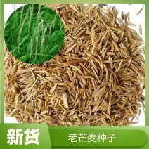 老芒麦种子，防沙固土饲用养殖牧草多年生耐寒耐旱园林绿化生