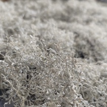莓茶藤茶大量批发一件代发