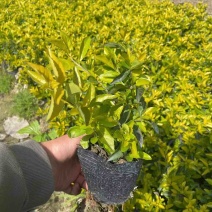 黄素梅小袋中袋基地直销，有需要绿化工程的老板们欢迎来电