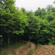 天竺桂