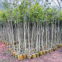大量沉香木1-12公分，各规格出售，支持视频看货