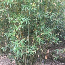 孝顺竹