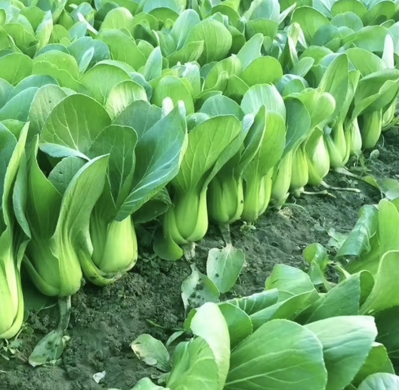 油菜花田与蔬菜油菜对比图