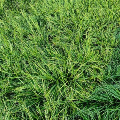 麦冬草价格行情