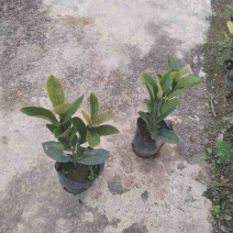 龙船花小袋中袋基地直销质量优质欢迎来电咨询合作