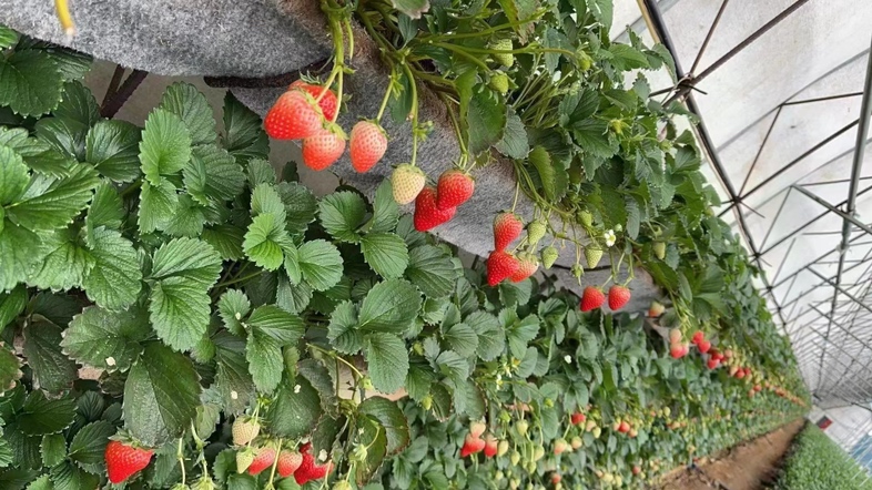 现代化温室中种植的红颜草莓,整齐排列的草莓植株和即将成熟的果实 红颜草莓种植基地