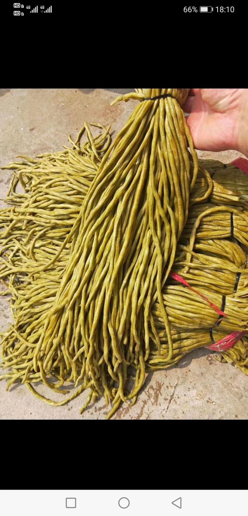 酸豆角腌制豇豆长豆角常年加工货源充足代加工代