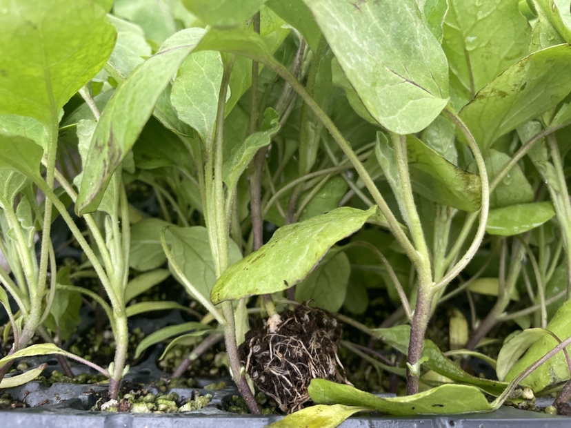 无人机航拍显示大面积长茄生长整齐,植株健壮,叶片浓绿,行距均匀,处于盛花至初果期,土壤覆盖黑色地膜,田间无明显杂草或病株 长茄田间长势航拍图