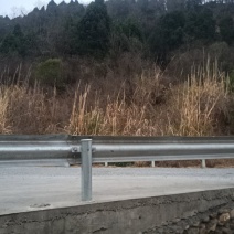 金丝楠木