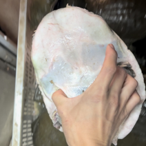 4斤中华鳖老母鱼，靓货