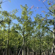 美人树基地直销规格齐全质量优欢迎老板来电洽谈合作