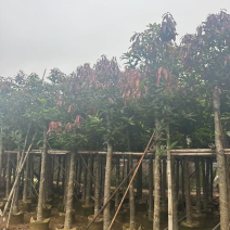 芒果树