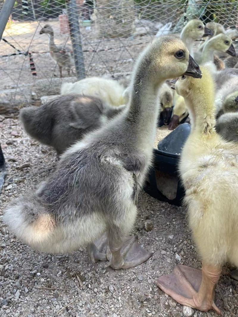 两斤的苗特大狮头鹅苗打4针疫苗送开口药