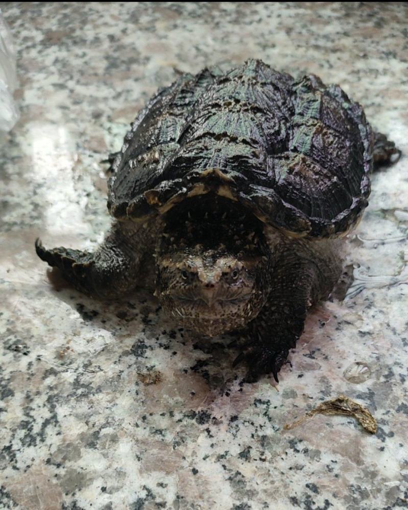 纯种佛鳄龟10cm全品.