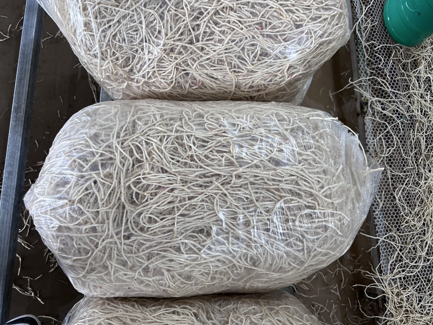干的鱼腥草根产品包装示意图