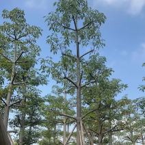 英雄树