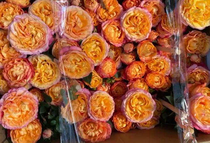 四季玫瑰花朵在不同阶段的颜色变化