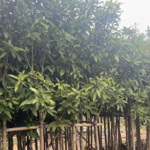 芒果树