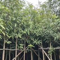 芒果树