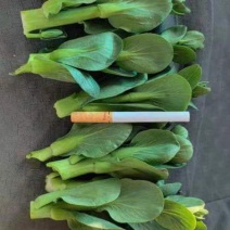 产地直销/菜苔/青菜苔/矮脚青菜抬/一手货源